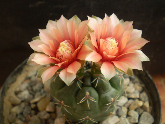 Gymnocalycium baldianum - Gymno 2013