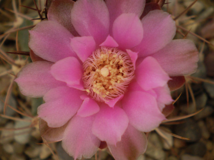 Gymnocalycium horridispinum - Gymno 2013