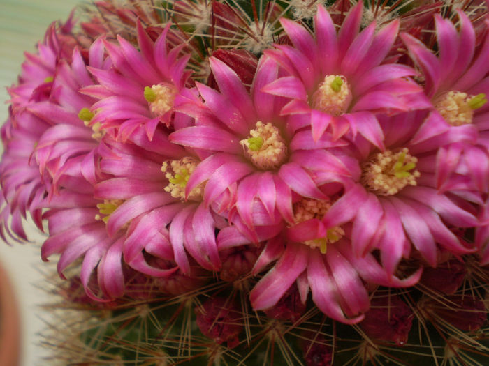 Mammillaria columbiana - Mamm 2013