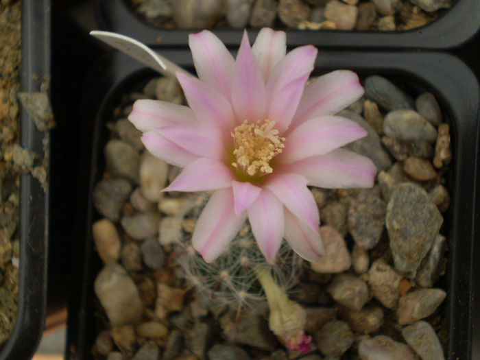 Mammillaria longiflora - Mamm 2013