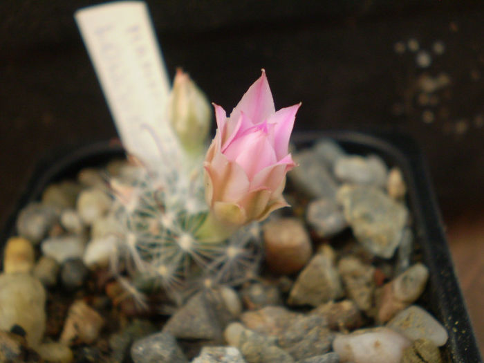 Mammillaria longiflora - Mamm 2013