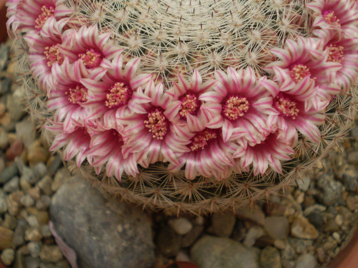 Mammillaria pseudoperbella - Mamm 2013