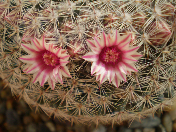 Mammillaria pseudoperbella - Mamm 2013