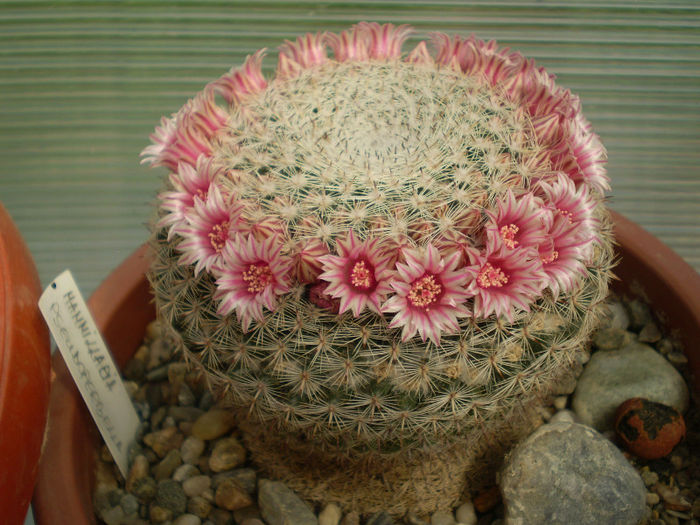 Mammillaria pseudoperbella - Mamm 2013