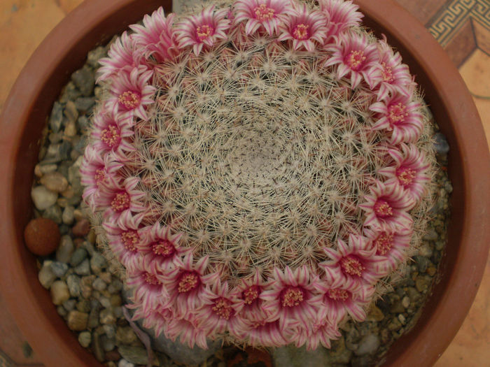 Mammillaria pseudoperbella - Mamm 2013