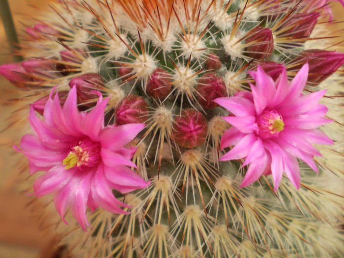 Mammillaria spinosissima - Mamm 2013
