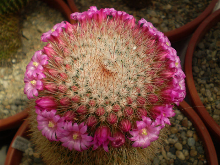 Mammillaria spinosissima subsp pilcayensis - Mamm 2013