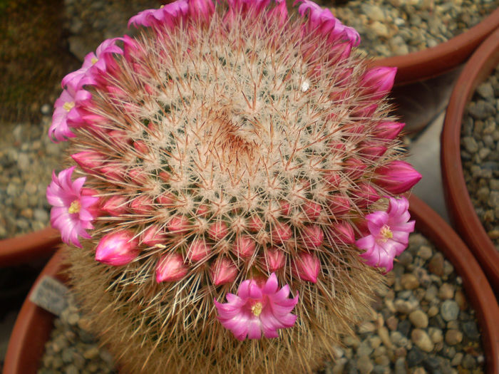 Mammillaria spinosissima subsp pilcayensis - Mamm 2013
