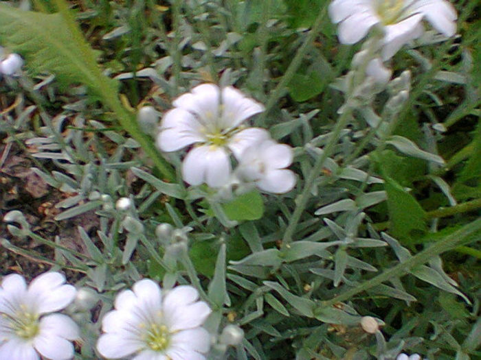 Fotogr.1148