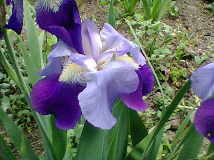 Fotogr.1152