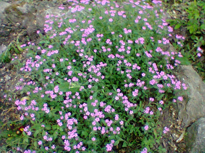 Fotogr.1154