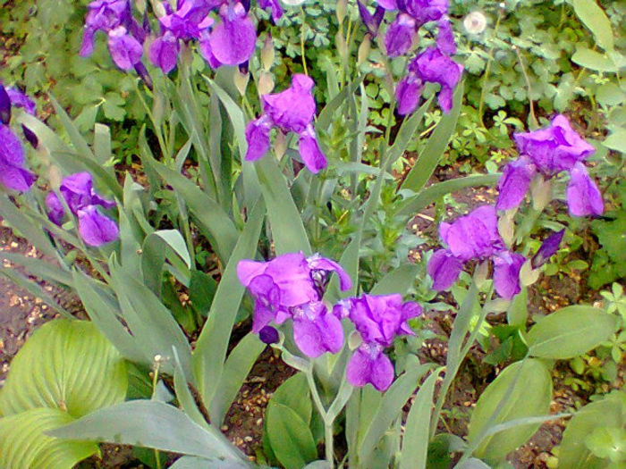 Fotogr.1155