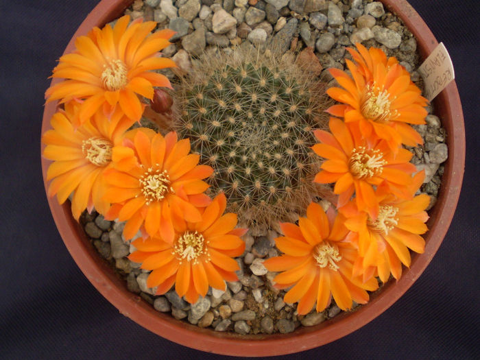 Rebutia flavistyla - Rebutia 2013