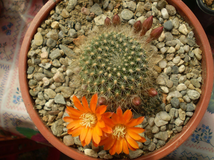 Rebutia flavistyla