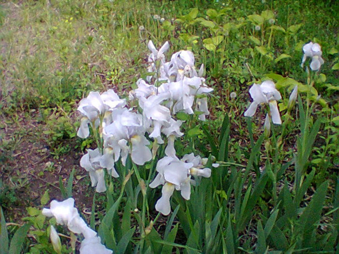 Fotogr.1160