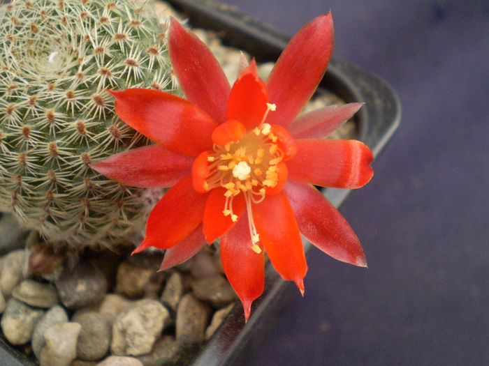 Rebutia heliosa - Rebutia 2013