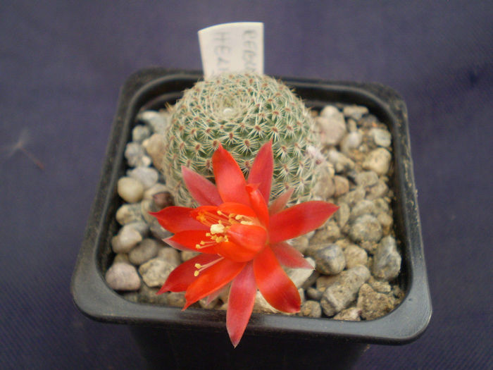 Rebutia heliosa