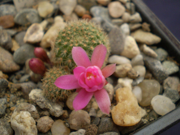 Rebutia perplexa