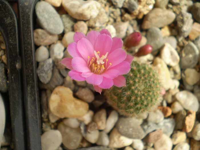 Rebutia perplexa - Rebutia 2013