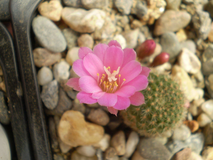 Rebutia perplexa - Rebutia 2013