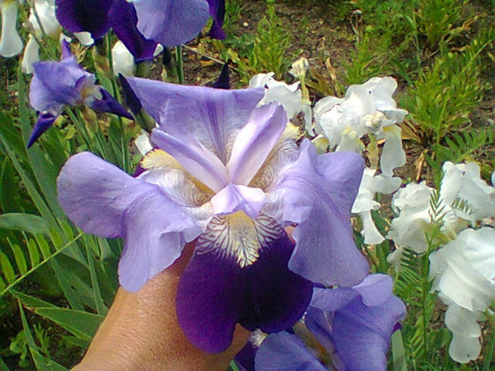 Fotogr.1163