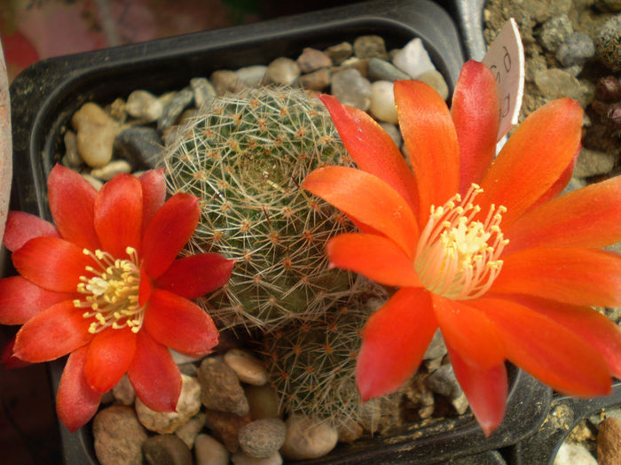 Rebutia pseudodeminuta - Rebutia 2013