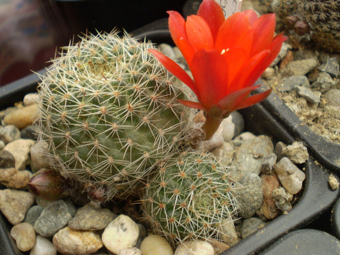 Rebutia pseudodeminuta - Rebutia 2013