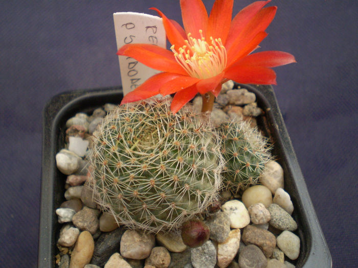 Rebutia pseudodeminuta