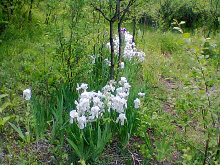 Fotogr.1165