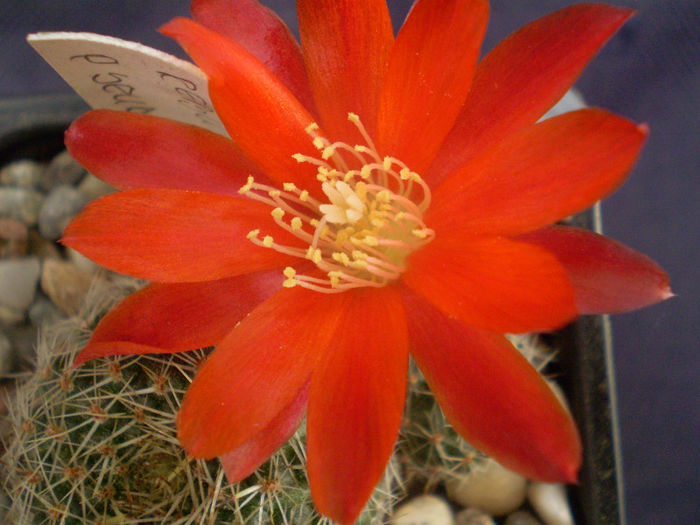 Rebutia pseudodeminuta - Rebutia 2013