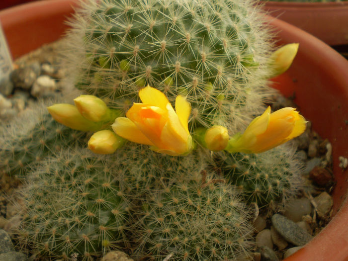 Rebutia senilis kesseleringiana - Rebutia 2013