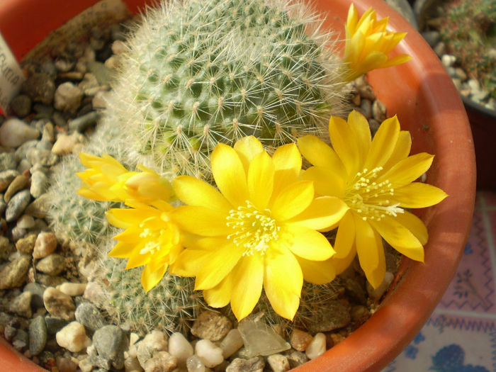 Rebutia senilis kesseleringiana - Rebutia 2013