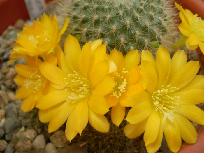 Rebutia senilis kesseleringiana - Rebutia 2013