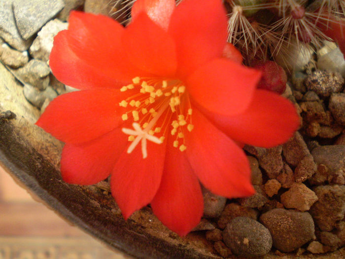 Rebutia tarvitaensis - Rebutia 2013