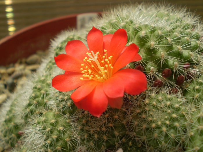 Rebutia tarvitaensis - Rebutia 2013