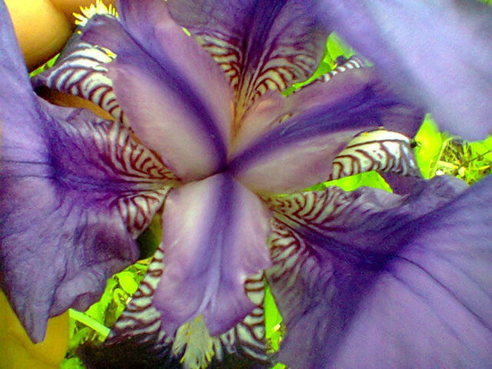 detaliu - rog ajutor sa completez colectia de irisi in august