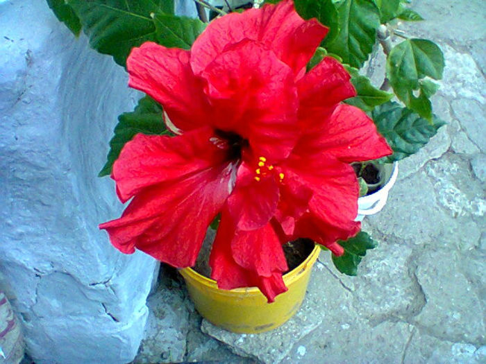 Fotogr.1140 - flori de ghiveci