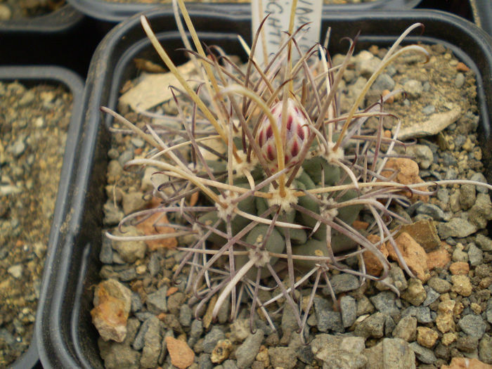 Glandulicactus wrightii - Glandulicactus 2013
