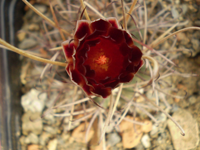 Glandulicactus wrightii - Glandulicactus 2013