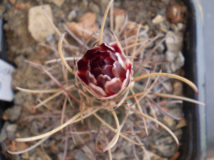 Glandulicactus wrightii - Glandulicactus 2013