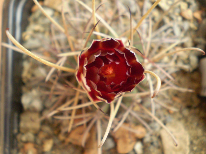 Glandulicactus wrightii - Glandulicactus 2013