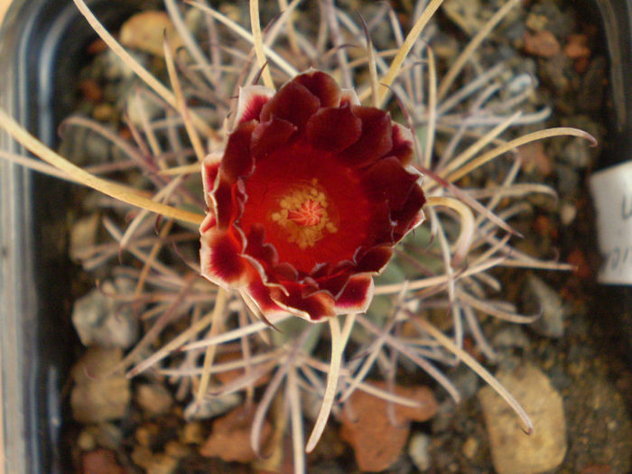 Glandulicactus wrightii - Glandulicactus 2013