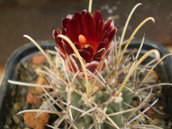 Glandulicactus wrightii - Glandulicactus 2013