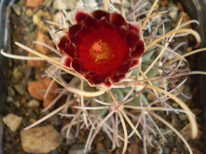 Glandulicactus wrightii - Glandulicactus 2013