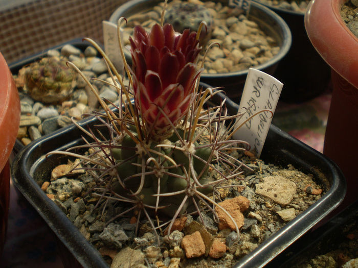 Glandulicactus wrightii