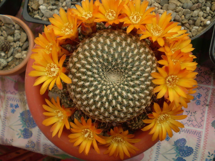 Sulcorebutia arenacea - Sulcoreb 2013