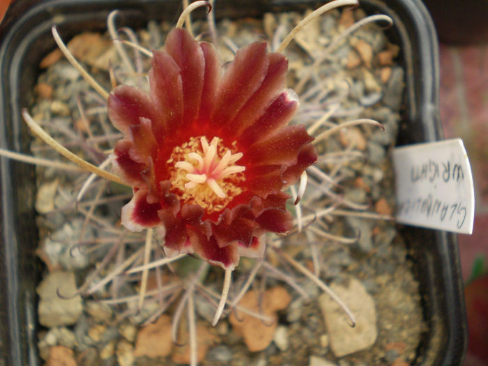 Glandulicactus wrightii - Glandulicactus 2013