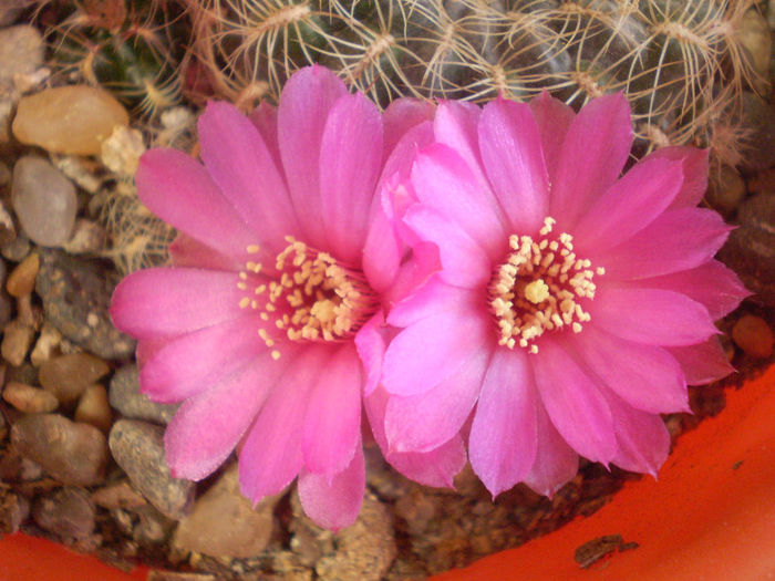 Sulcorebutia crispata - Sulcoreb 2013