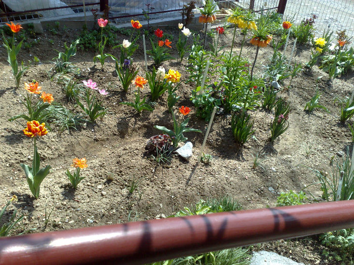  - B FLORI 2013 in gradina