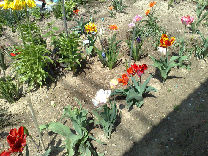  - B FLORI 2013 in gradina